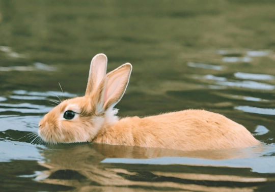 bunny swimming