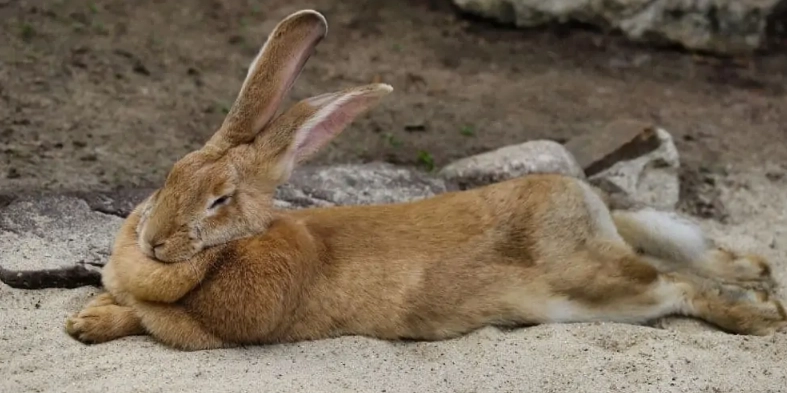 large rabbit care