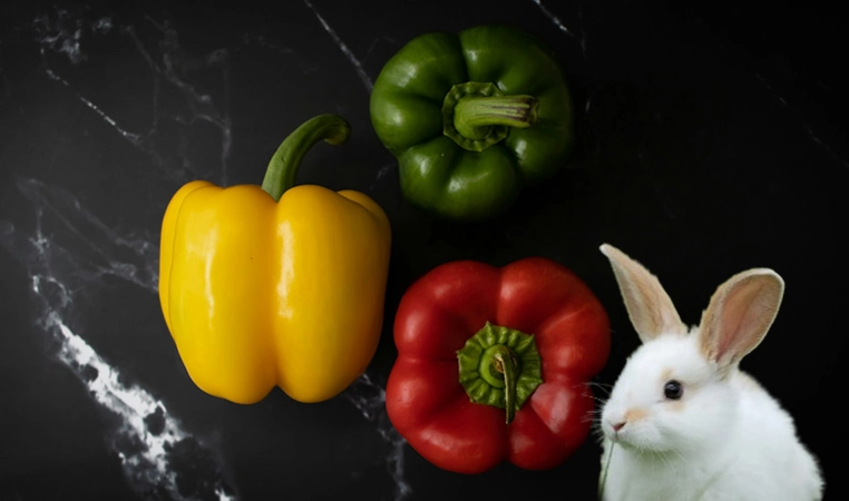 feeding rabbits raw bell peppers