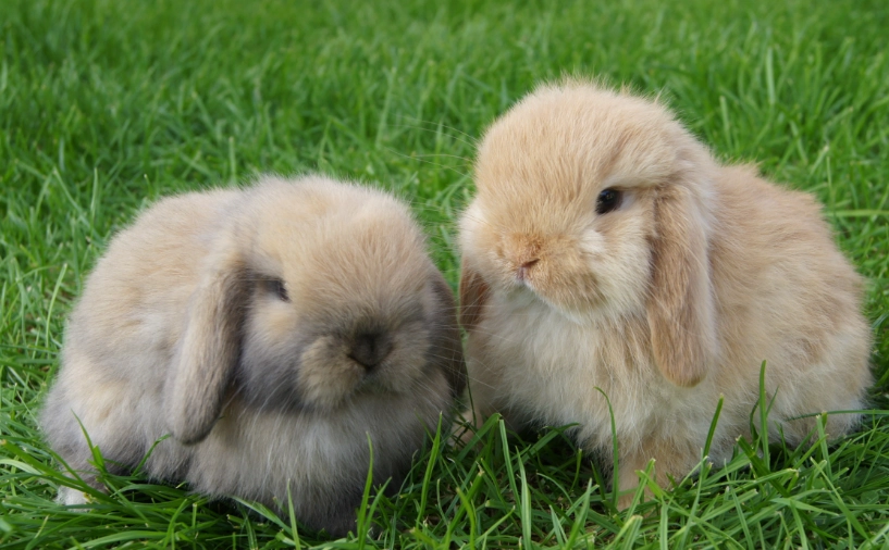 Holland Lop bunny