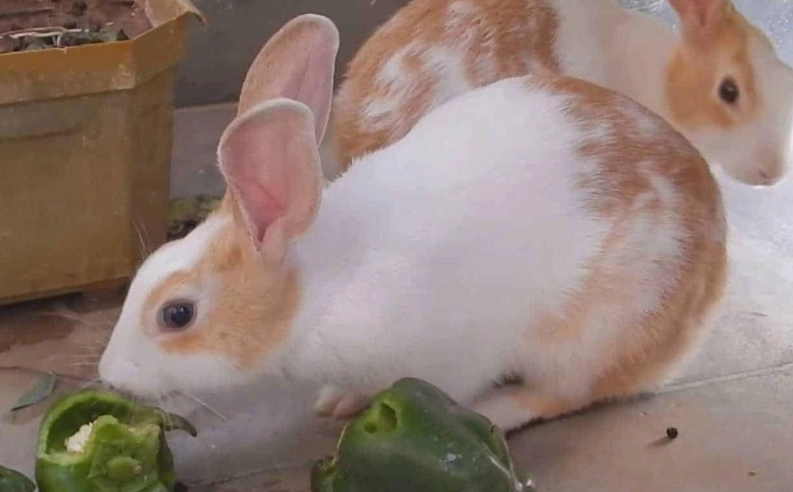 rabbit diet bell peppers