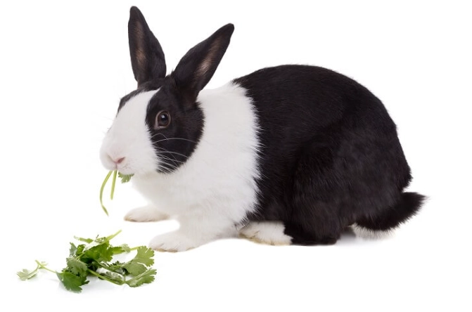 rabbit safe herbs rabbit safe herbs