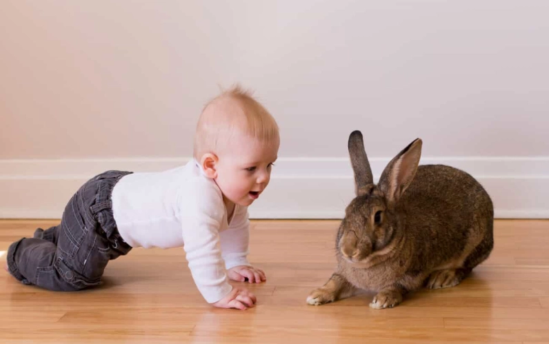 Flemish Giant rabbit pet