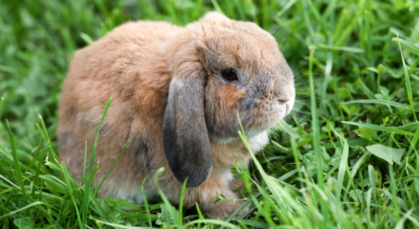 How long do bunnies live in Holland Lop?