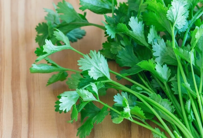 cilantro for rabbits cilantro for rabbits