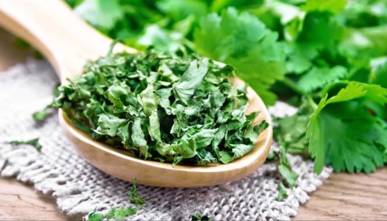 can rabbits eat cilantro seeds can rabbits eat cilantro seeds