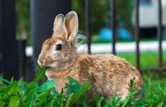 cilantro for rabbits
