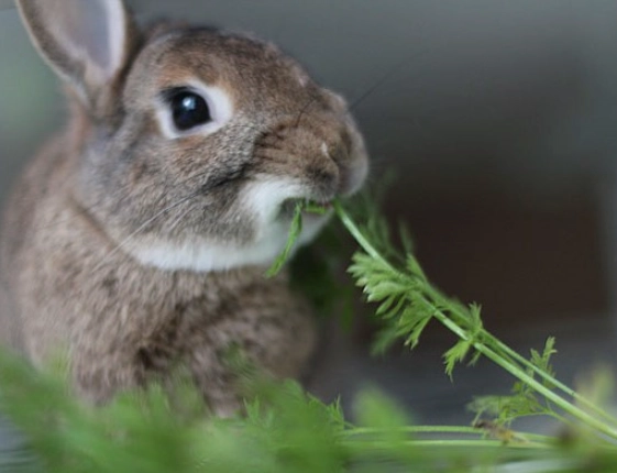 can rabbits eat cilantro
