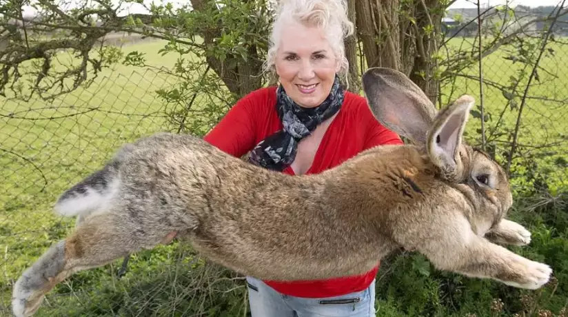 are Flemish Giants good pets