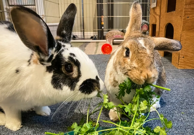 do wild rabbits eat cilantro