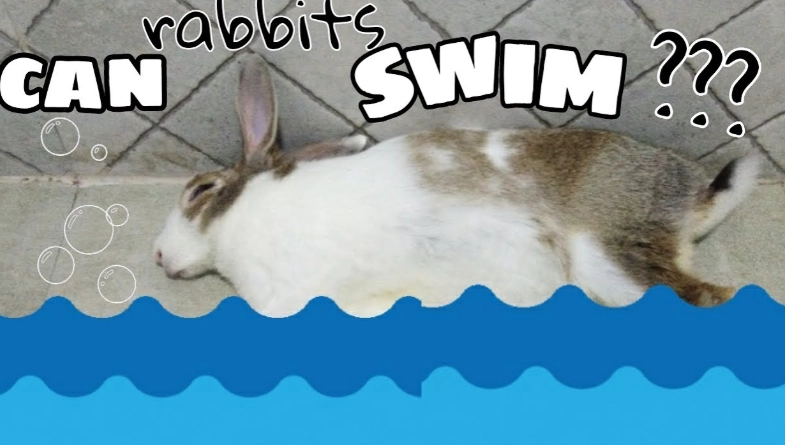 bunny swimming