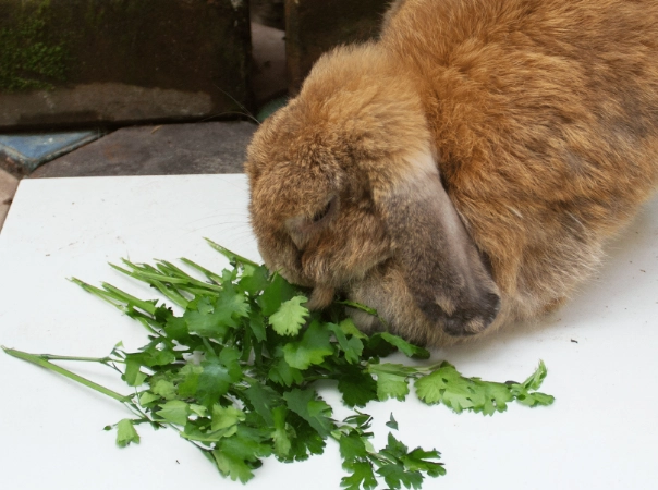 can rabbits eat cilantro