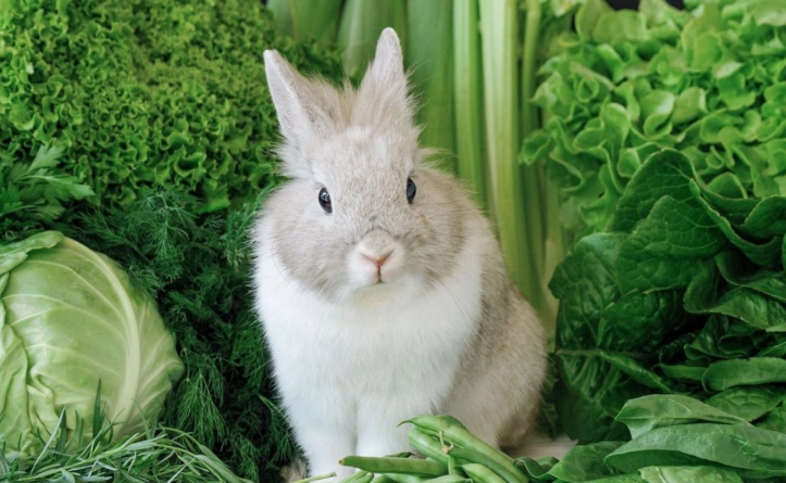 rabbit safe herbs rabbit safe herbs