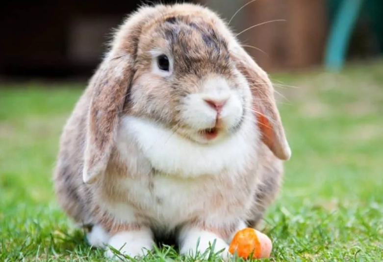 Are Holland Lop rabbits good pets?