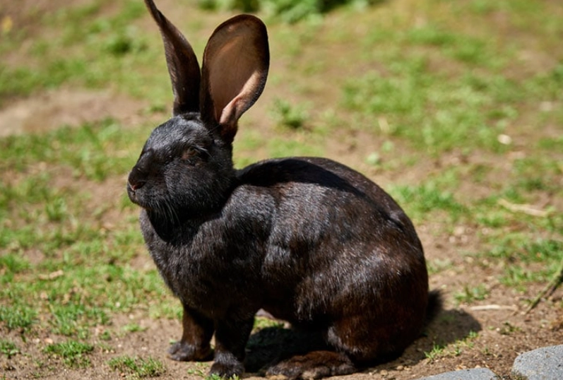 Flemish Giant rabbit pet