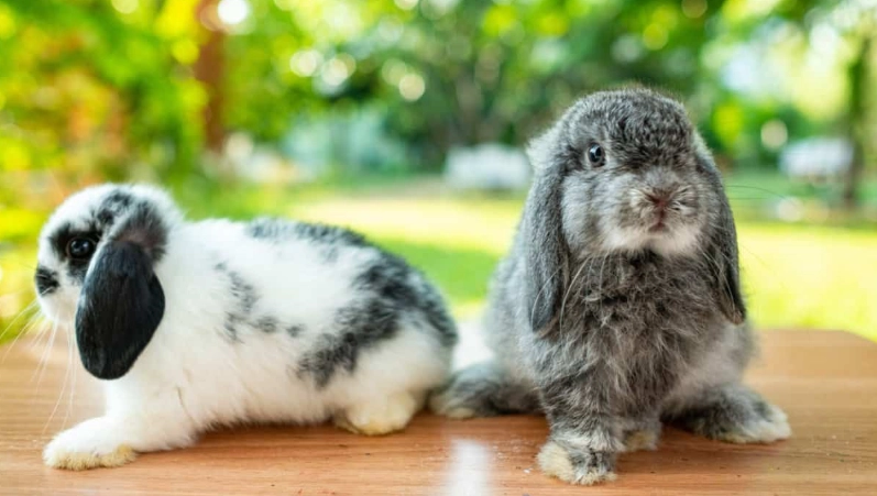 Holland Lop bunny