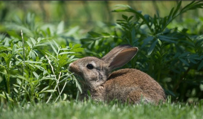 cilantro for rabbits