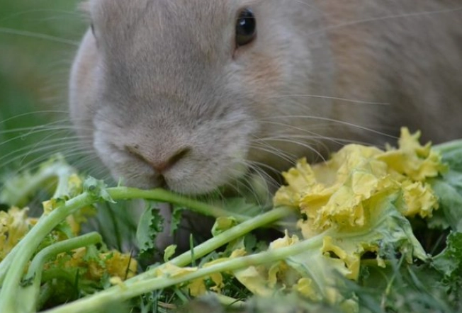 rabbit safe herbs