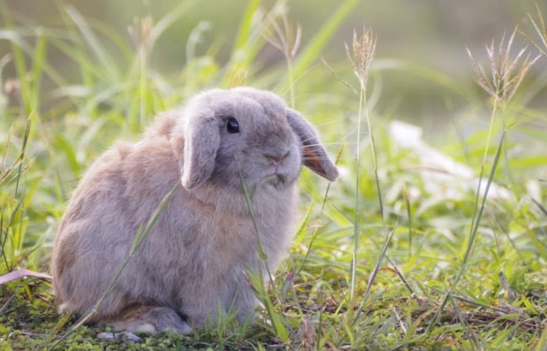 Holland Lop lifespan