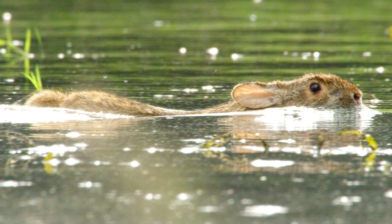 can rabbits swim