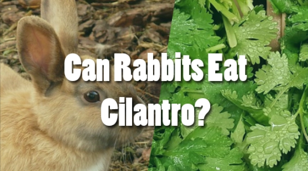 Do wild rabbits eat cilantro