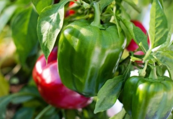 safe greens for rabbits