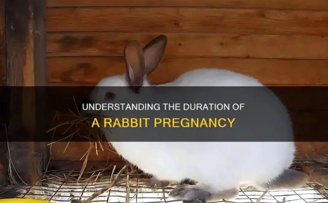 rabbit pregnancy signs