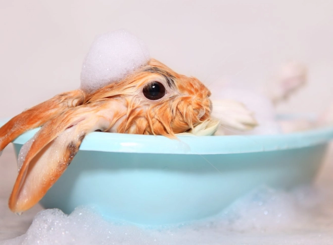 rabbit bathing guide