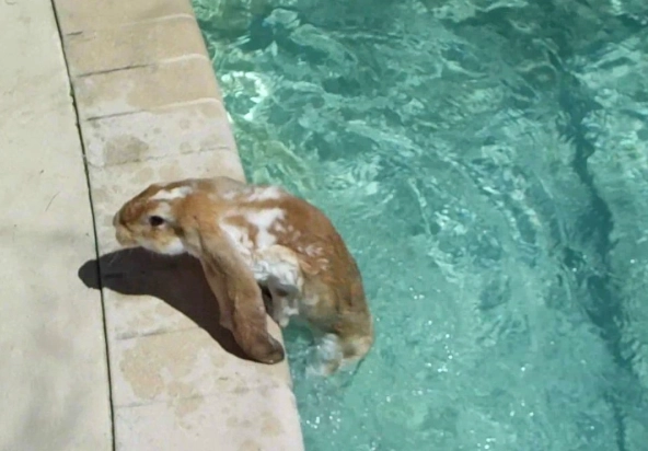 do rabbits like water