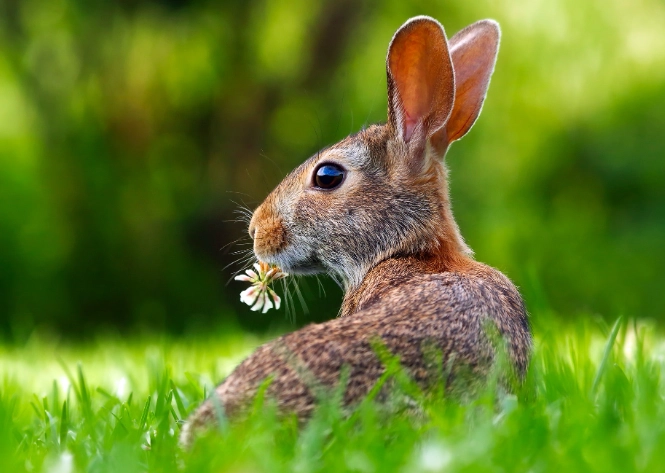 are rabbits herbivores