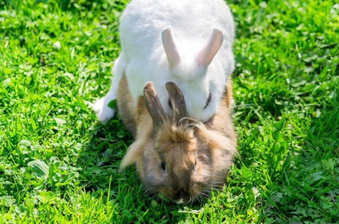 rabbit breeding