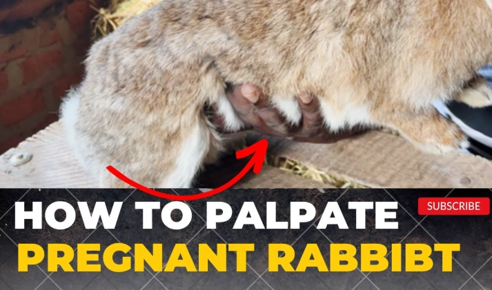 signs rabbit is pregnant