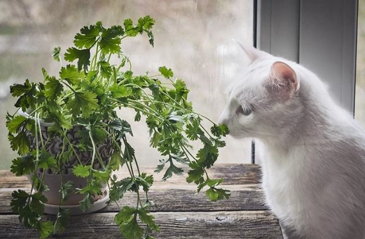 Is cilantro safe for pets?