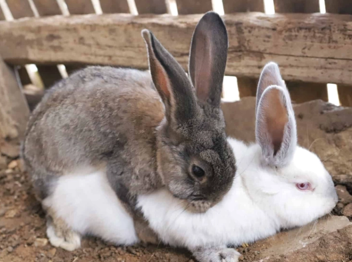 why can't bunnies go in water