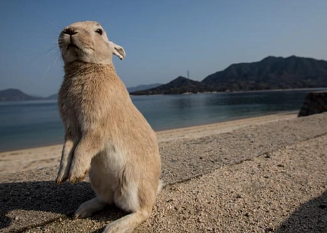 rabbits and water safety