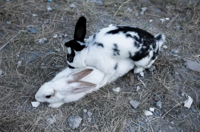 rabbit reproduction