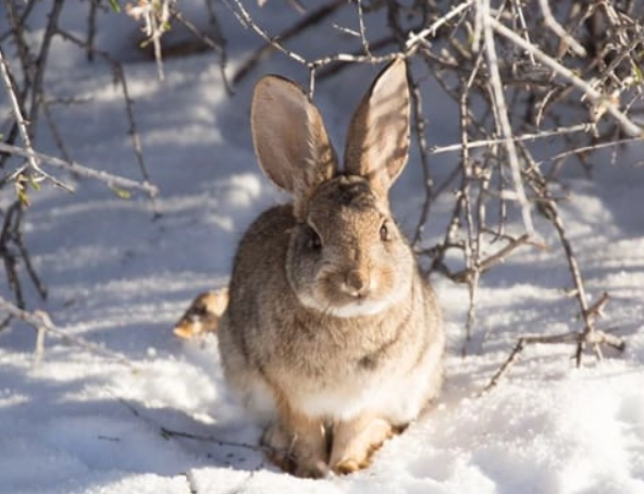 rabbits in winter