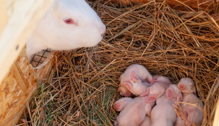 signs rabbit is pregnant