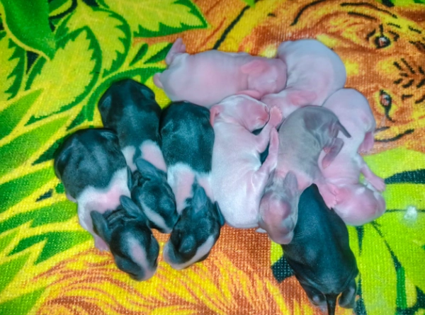 baby rabbit care guide