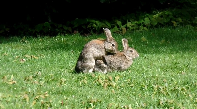 rabbit reproduction