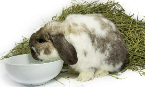 rabbits and water safety