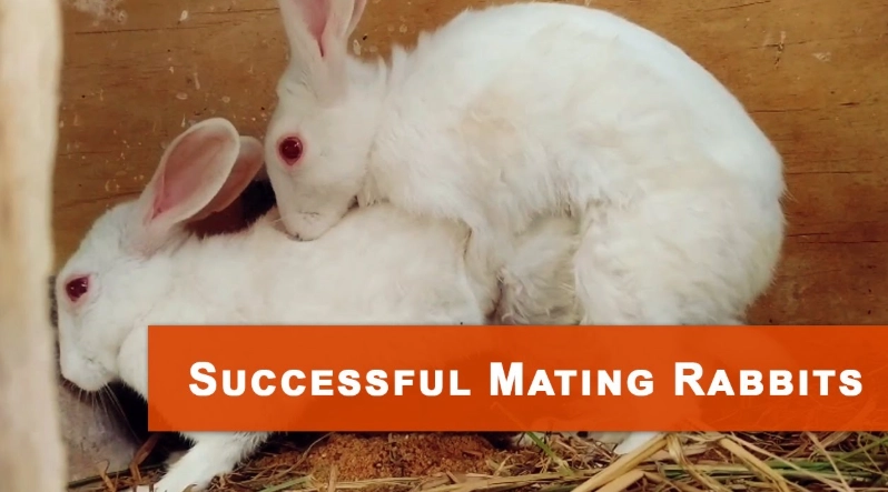 how do rabbits mate