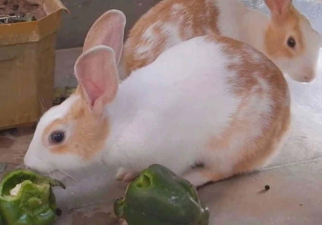 can rabbits eat bell pepper leaves