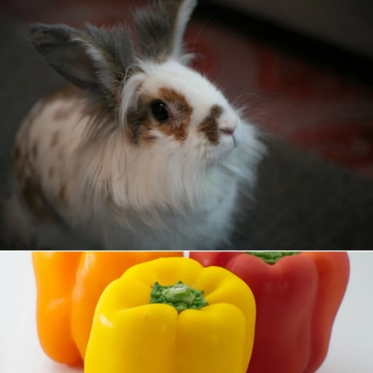 rabbit safe vegetables rabbit safe vegetables