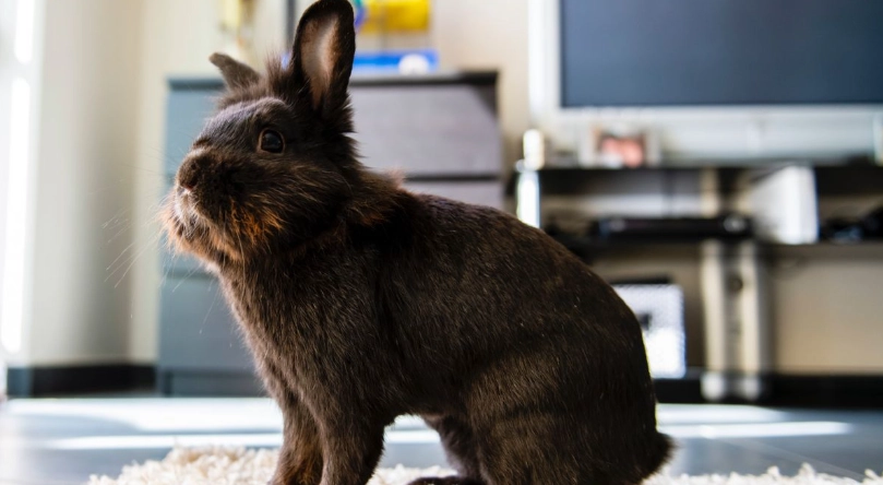 how to litter train a rabbit