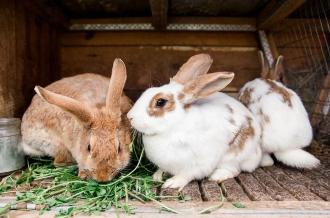 rabbit pregnancy signs