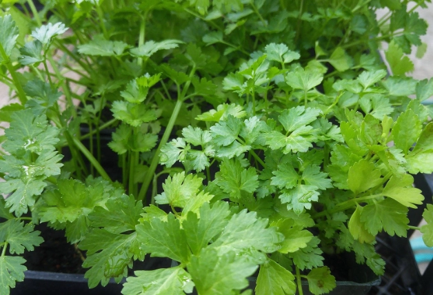 is cilantro safe for pets