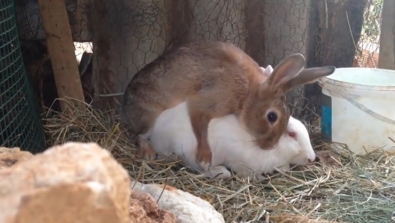 rabbit breeding