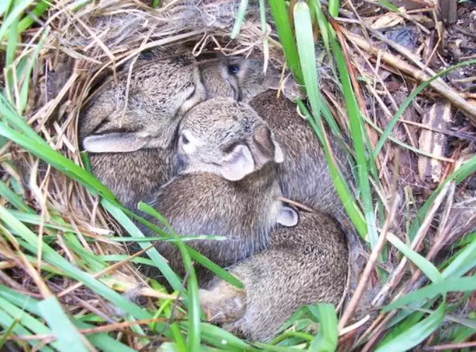 do rabbits like water