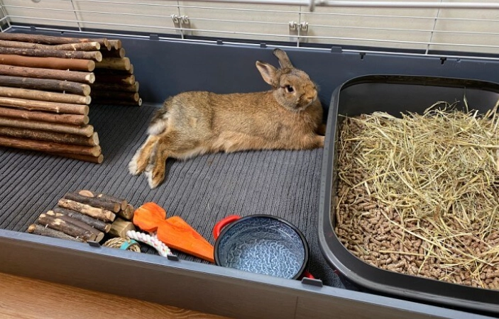 rabbit potty training